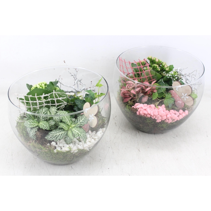 <h4>Arr2 Mb - Glas Schaal Hoog X2 - Roze/wit</h4>