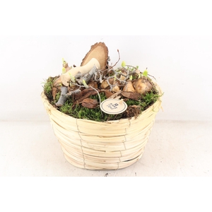 arr4 Bollenmix PL - Mand paia naturel