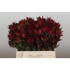 Leucadendron Blush Spray