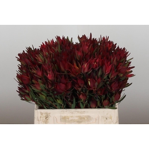 Leucadendron Blush Spray