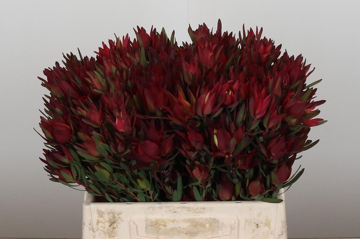 <h4>Leucadendron Blush Spray</h4>