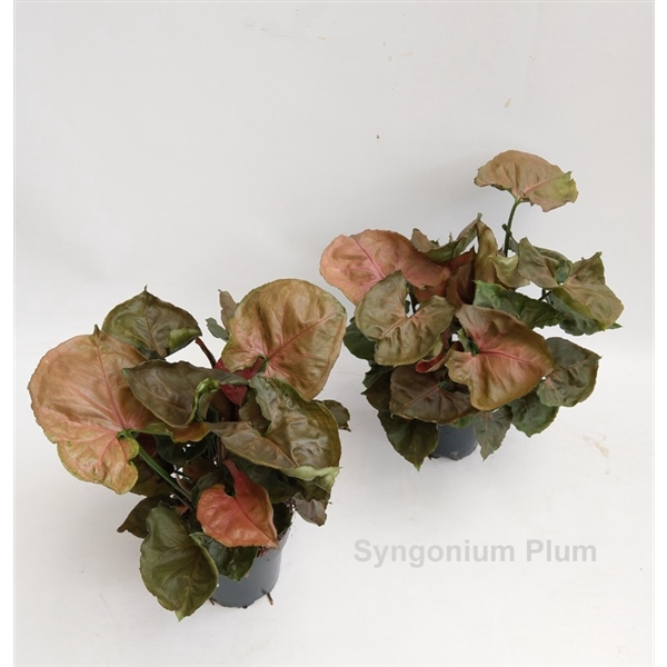 <h4>Syngonium Allusion Plum 12cm</h4>