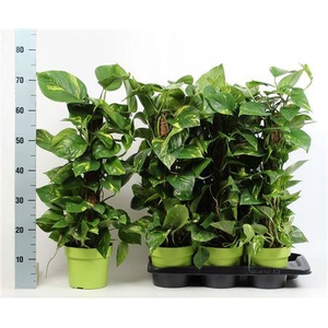 Epipremnum 8 Stekken 70cm