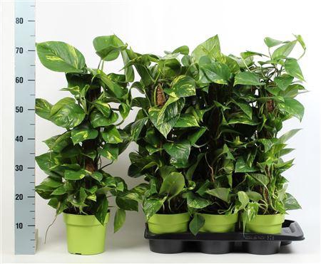 <h4>Epipremnum 8 Stek 70cm</h4>