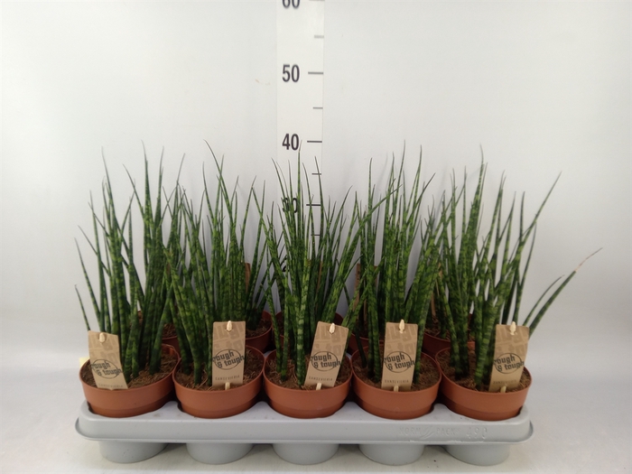 <h4>Sansevieria  'Fernwood'</h4>