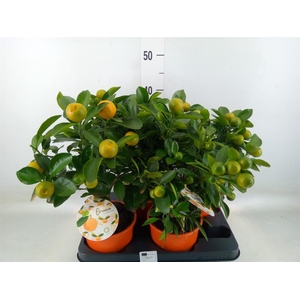 Citrofortunella mic.