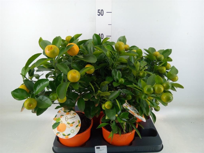 <h4>Citrofortunella mic.</h4>