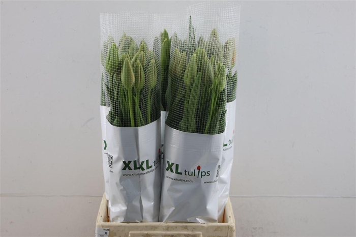 <h4>Tu En Fr Menton 60cm</h4>