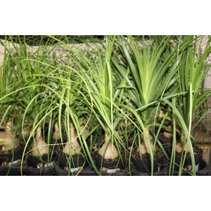 BEAUCARNEA P17