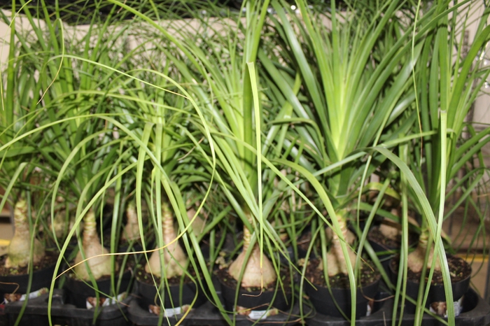 <h4>BEAUCARNEA P17</h4>