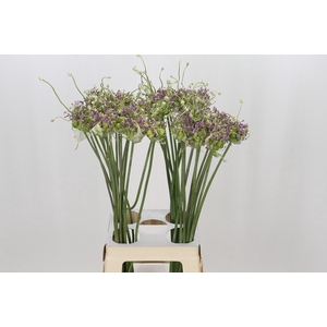 Allium Green Drops