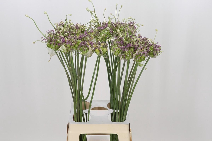 <h4>Allium Green Drops</h4>