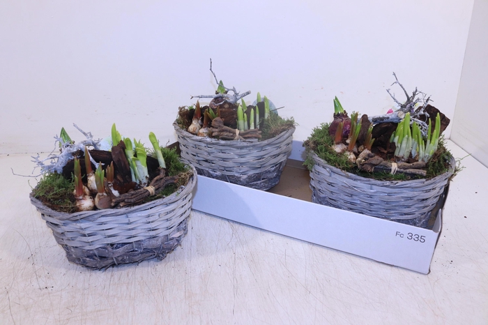 <h4>ARR BOL KNOLGEWAS</h4>