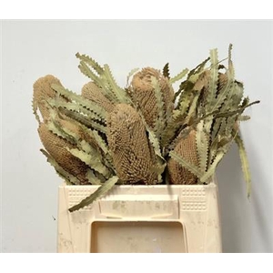 DROOG BANKSIA PRIONO