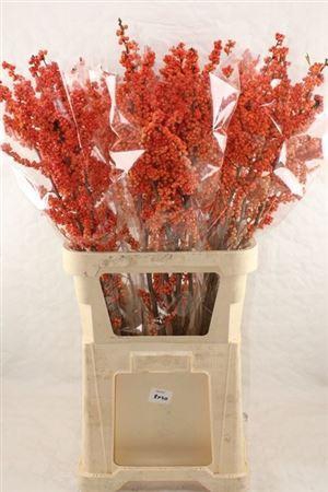 <h4>Ilex Ve Winter Gold</h4>