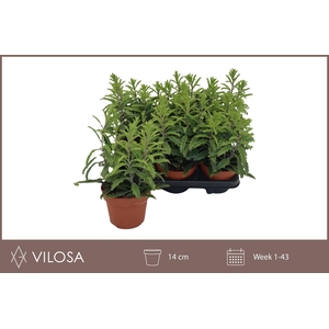 KALANCHOE LACINIATA