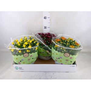Chrysanthemum   ..mix 4