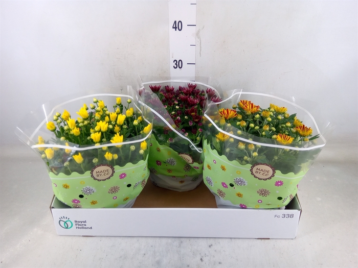 <h4>Chrysanthemum   ..mix 4</h4>