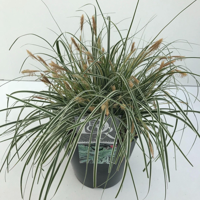 <h4>Carex oshimensis Everest</h4>