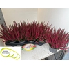 CALLU BL SABELLA
