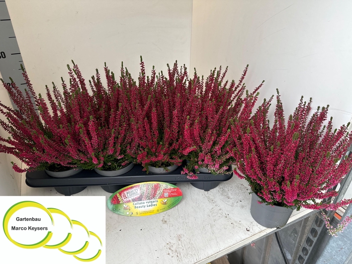 CALLU BL SABELLA