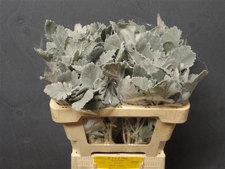 <h4>Jacobea Senecio Cin New Look</h4>