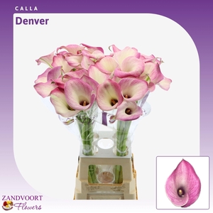 Calla Denver