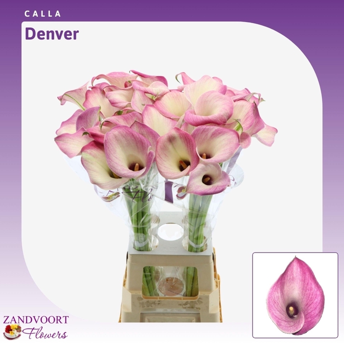 <h4>Calla Denver</h4>