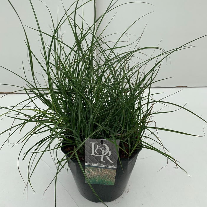 <h4>Graminées Miscanthus 'Adagio'</h4>