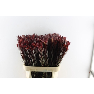 Leucad Saf Sunset Xl