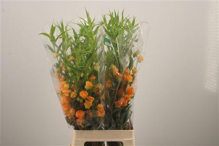 <h4>Sandersonia</h4>