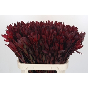 Leucadendron Saf Sunset Dark R.