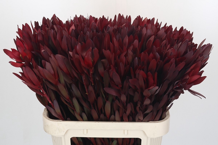 <h4>Leucadendron Saf Sunset Dark R.</h4>