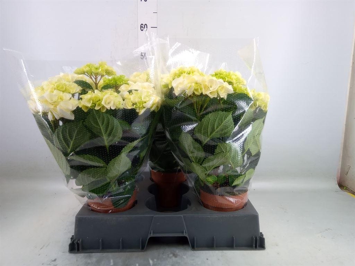 <h4>Hydrangea mac. 'Hi Ice'</h4>