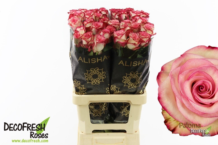 <h4>R Gr Paloma</h4>