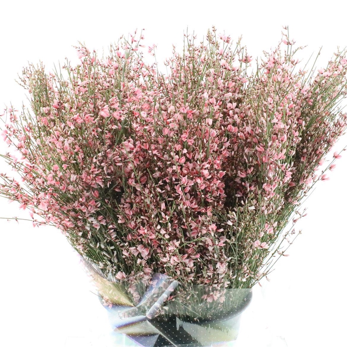 <h4>Ginster Rose P Bunch 400gram</h4>