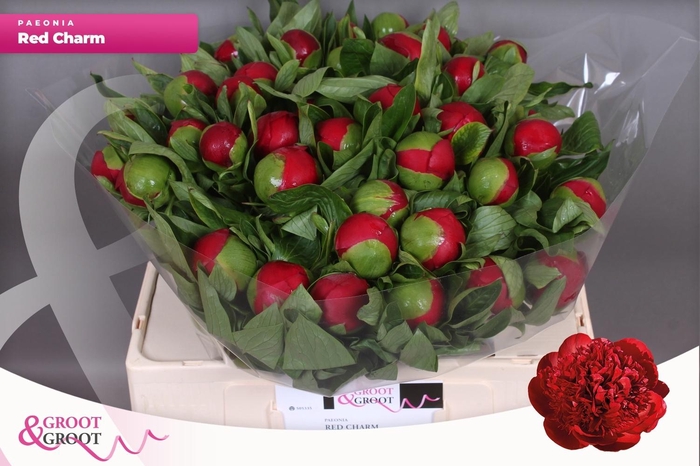 <h4>PAEO RED CHARM</h4>