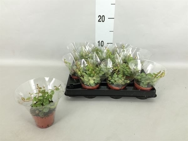 <h4>Peperomia pros.</h4>