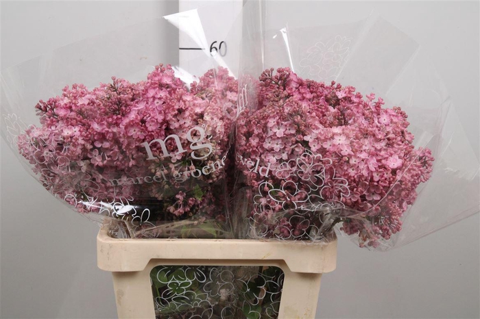 <h4>Syr Hy Maidens Blush 4+</h4>