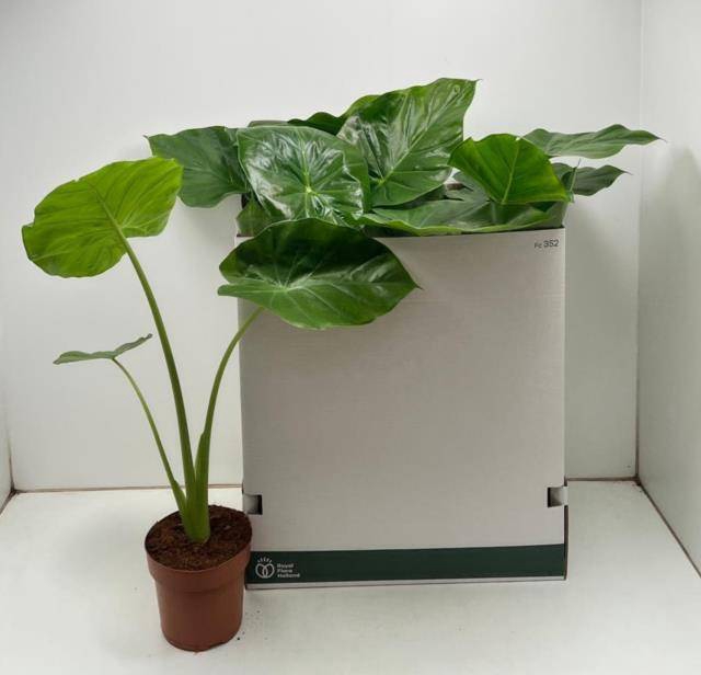 <h4>ALOC MACRORRHIZOS P17 70CM</h4>