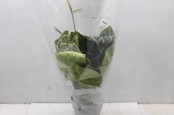 <h4>ANTHURIUM CRYSTALLINUM P17</h4>