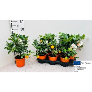 CITR MICROCARPA