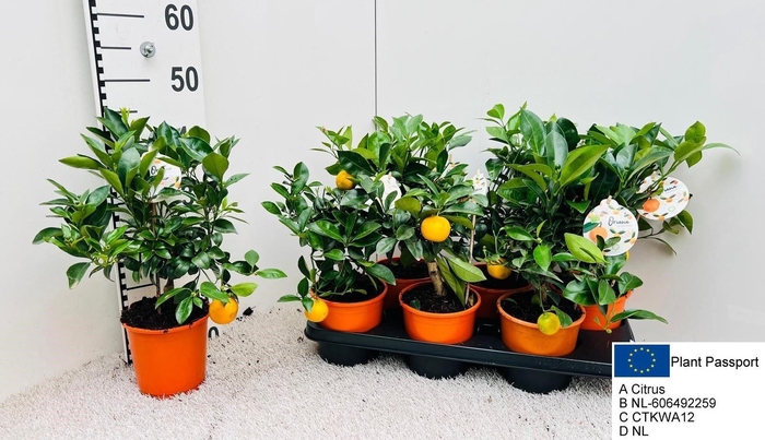 <h4>CITR MICROCARPA</h4>