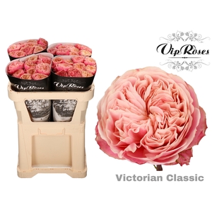 R GR VICTOR CLASSIC@