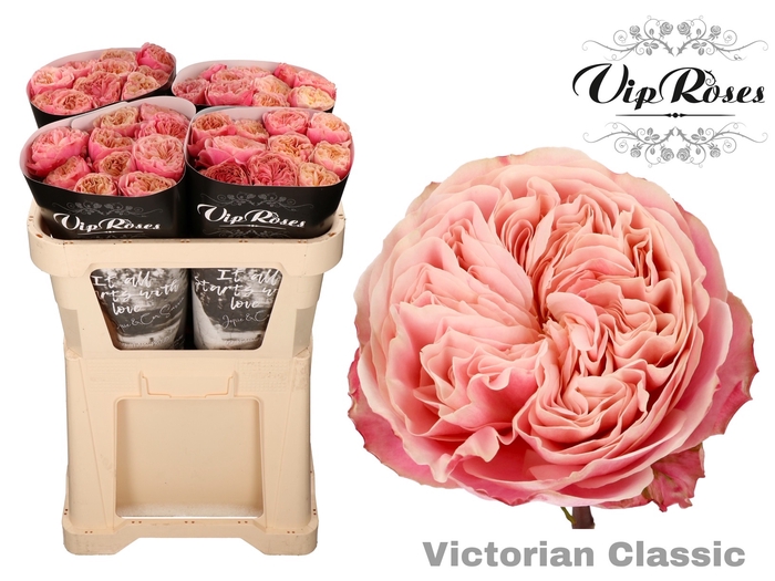 R GR VICTOR CLASSIC@