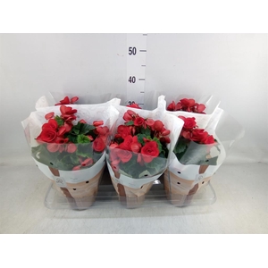 Begonia elat. DU 'Baladin'