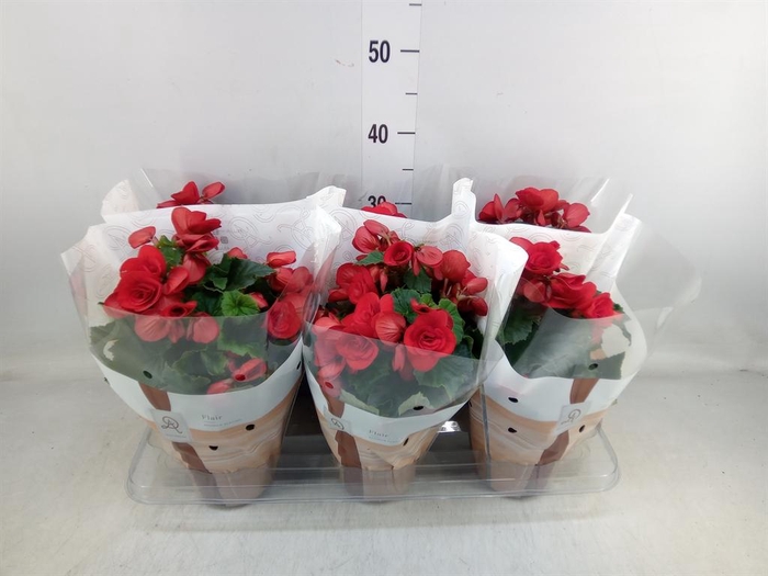 <h4>Begonia elat. DU 'Baladin'</h4>