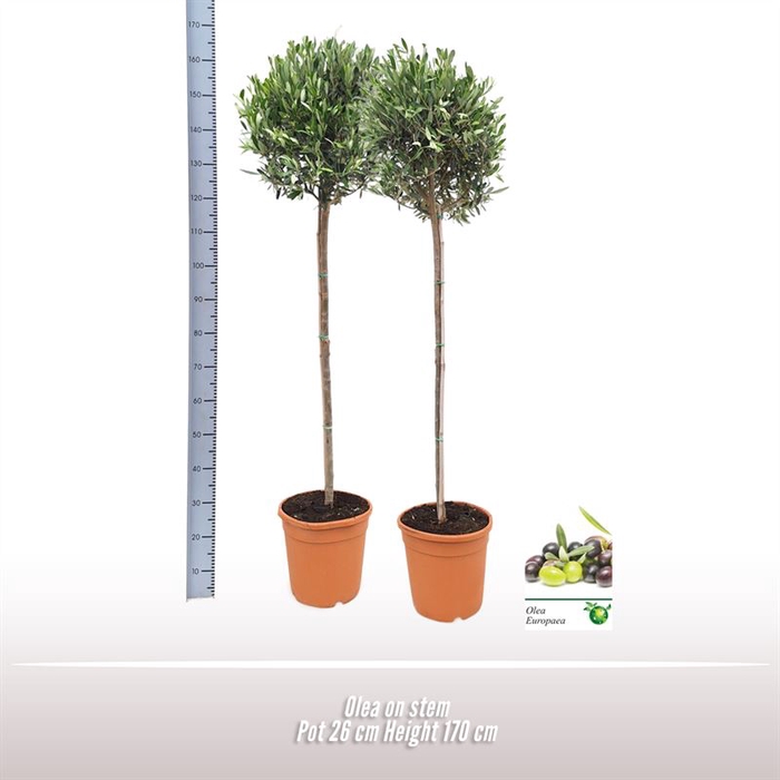<h4>Olea op stam</h4>