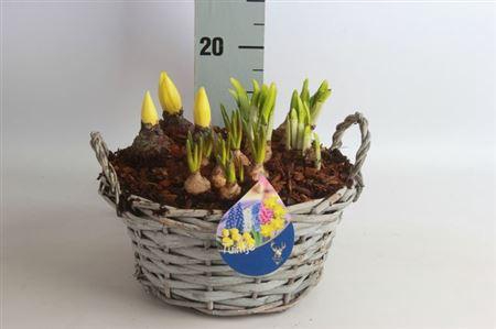 <h4>Arr Bol Knolgewas</h4>