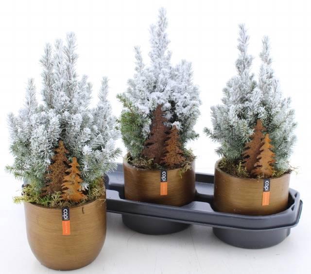 <h4>PICEA GL PERFECTA</h4>